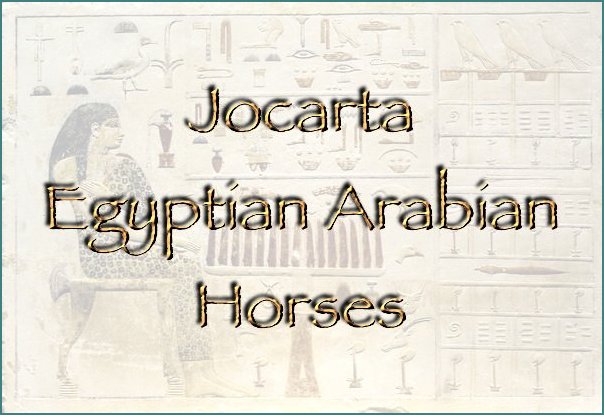 Welcome to Jocarta Eqyptian Arabian Horses